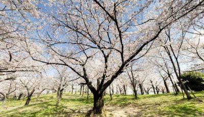 Japanese cherry blossum time lapse in 360